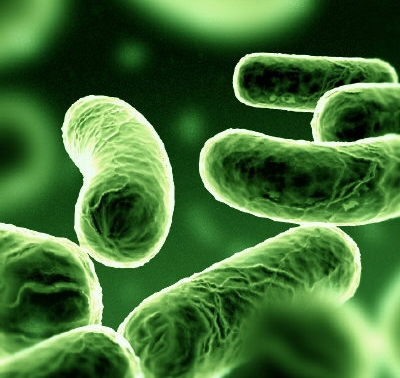 batterio-escherichia-coli