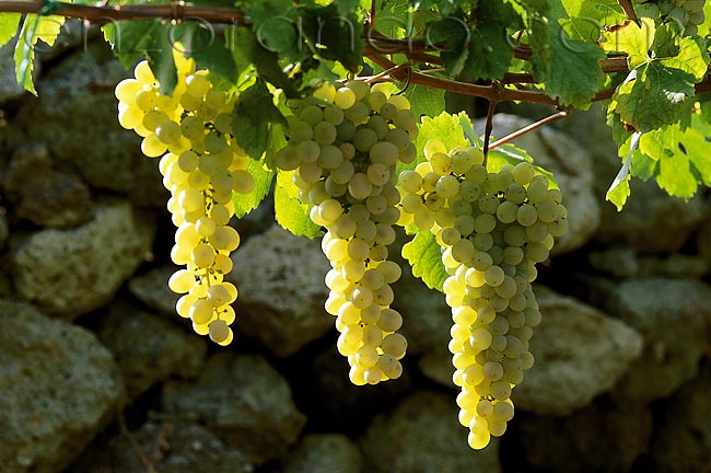 vino-uva-forastera-001